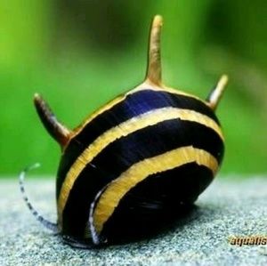 Meet your Posher, Luke